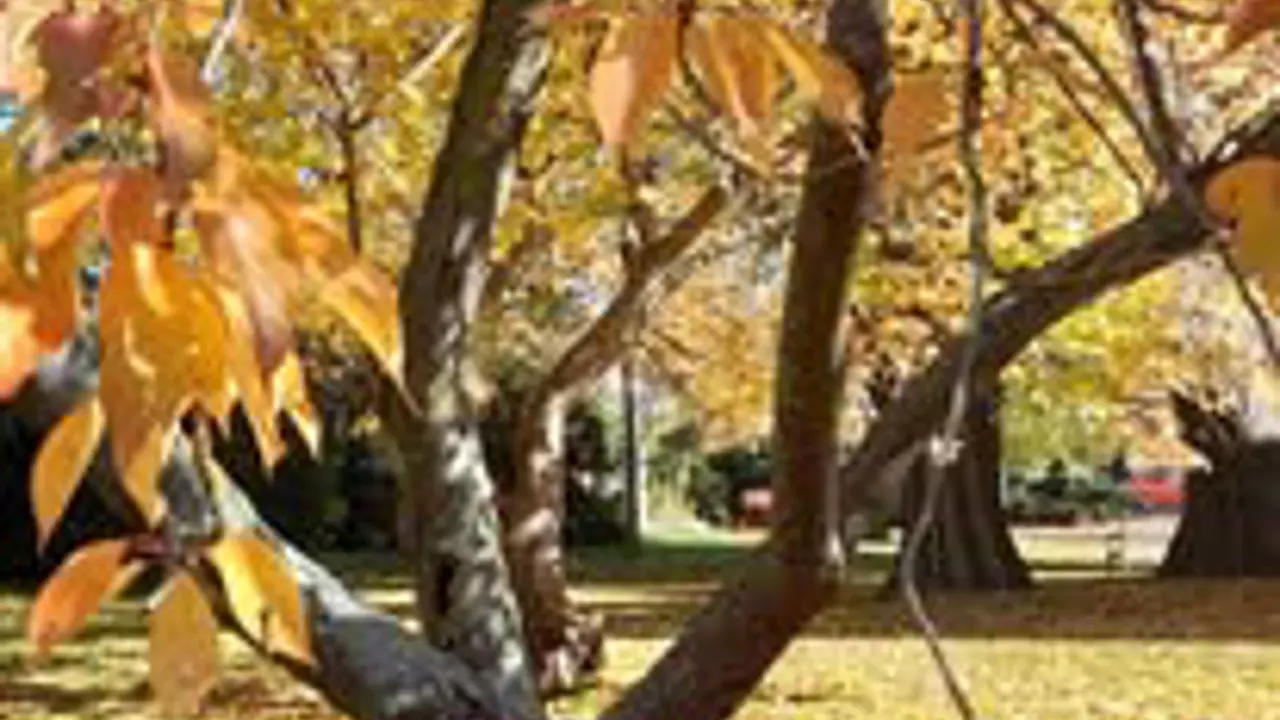 Garden Weddings